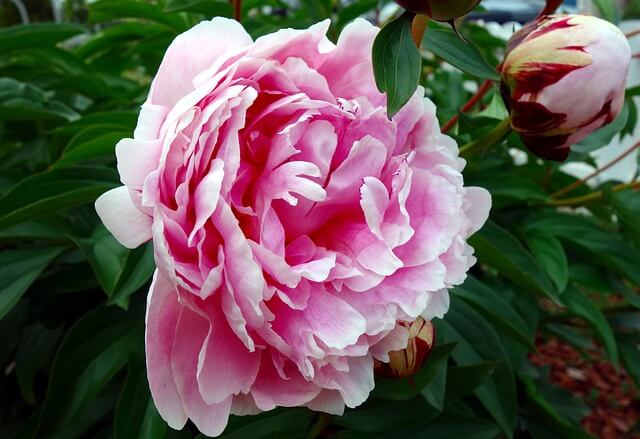 How To Grow and Care for Chinese Peony ( Common Garden Peony)?