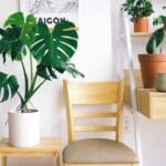 indoor-plants-for-winters-thehomesinfo