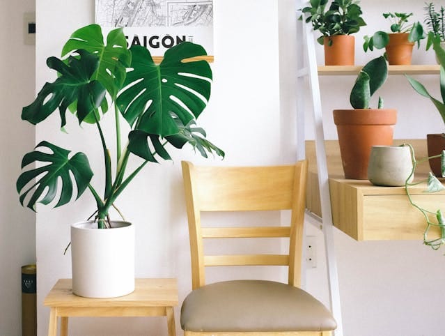 indoor-plants-for-winters-thehomesinfo