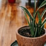 snake-plant-benefits-thehomesinfo