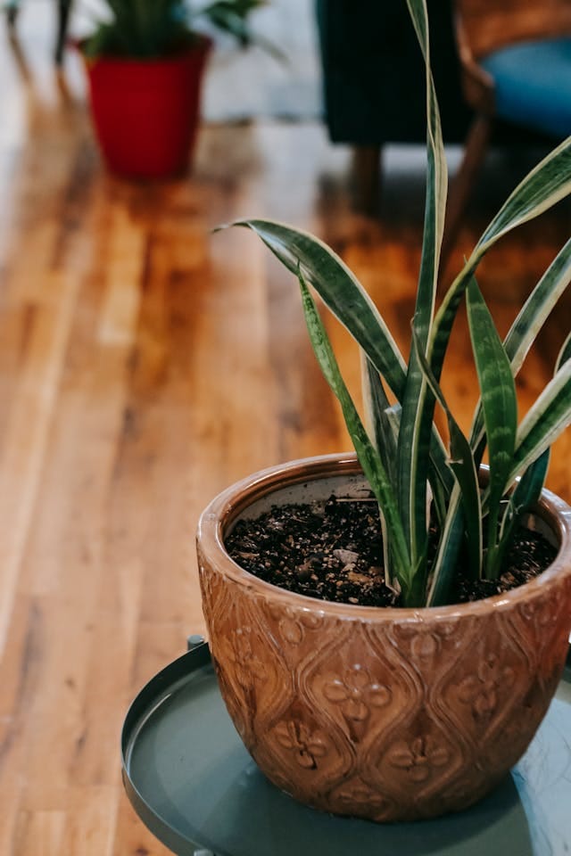 snake-plant-benefits-thehomesinfo