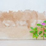 fix-damp-walls-at-home-thehomesinfo