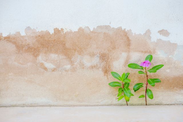 fix-damp-walls-at-home-thehomesinfo